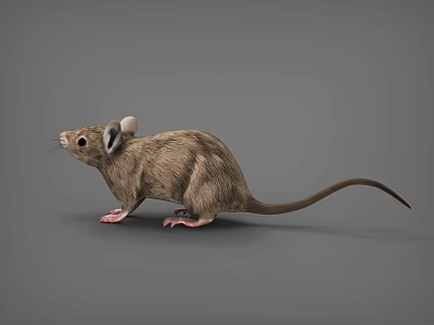 Mouse Field Mouse Hamster Mouse 3d model
