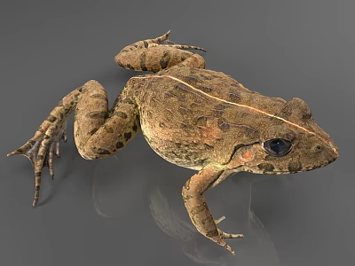 Brown Spotted Aquatic Frog With Large Eyes And Webbed Feet 3d model