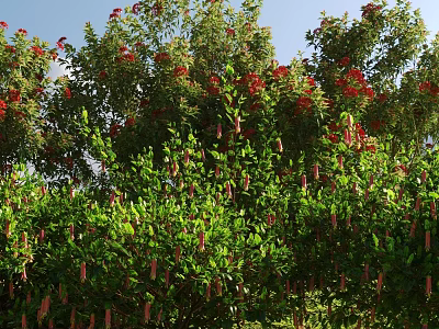 Lush Green Shrubs With Vibrant Red Flowers Under Bright Blue Sky 3d model