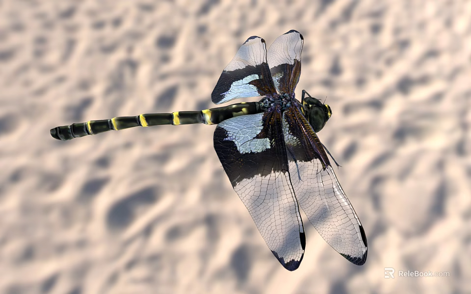 Black And Yellow Striped Dragonfly With Transparent Dark Edged Wings On Sandy Background 3d model 