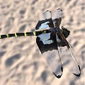 Black And Yellow Striped Dragonfly With Transparent Dark Edged Wings On Sandy Background