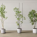 Three Green Bonsai Potted Plants In White Ceramic Pots On Indoor Wooden Floor