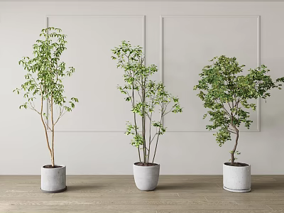 Three Green Bonsai Potted Plants In White Ceramic Pots On Indoor Wooden Floor 3d model