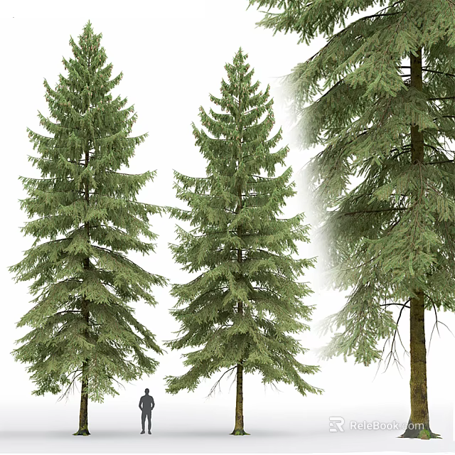 Tall Evergreen Arbor With Lush Green Foliage And Natural Trunk Structure 3d model 