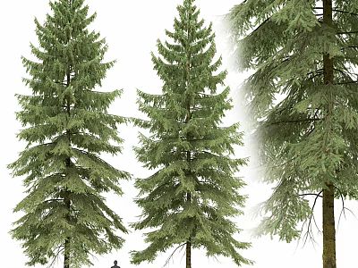 Tall Evergreen Arbor With Lush Green Foliage And Natural Trunk Structure 3d model