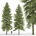 Tall Evergreen Arbor With Lush Green Foliage And Natural Trunk Structure