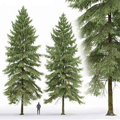 Tall Evergreen Arbor With Lush Green Foliage And Natural Trunk Structure 3d model