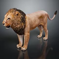 Realistic Male Lion With Thick Mane Standing On Dark Background With Reflection 3d model