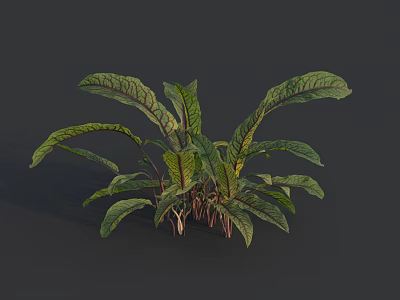 Vibrant Fresh Vegetable Plant Featuring Broad Green Leaves with Purple Veins 3d model