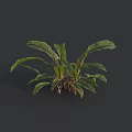 Vibrant Fresh Vegetable Plant Featuring Broad Green Leaves with Purple Veins