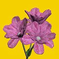Three Pink And White Striped Flowers With Green Stems And Leaves On Dark Background