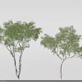 Two Trees With White Trunks And Lush Green Foliage And Spreading Branches 3d model