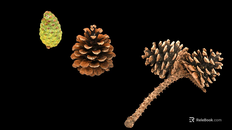 Green And Brown Pine Cones With Stem Isolated On Black Backdrop 3d model 