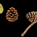 Green And Brown Pine Cones With Stem Isolated On Black Backdrop