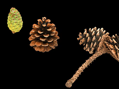 Green And Brown Pine Cones With Stem Isolated On Black Backdrop 3d model