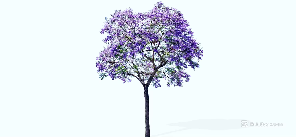 Lush Tree With Vibrant Purple Flowers Blooming On Tall Straight Trunk 3d model 