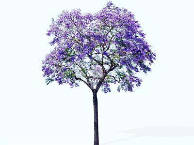 Lush Tree With Vibrant Purple Flowers Blooming On Tall Straight Trunk 3d model