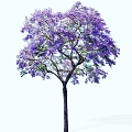 Lush Tree With Vibrant Purple Flowers Blooming On Tall Straight Trunk