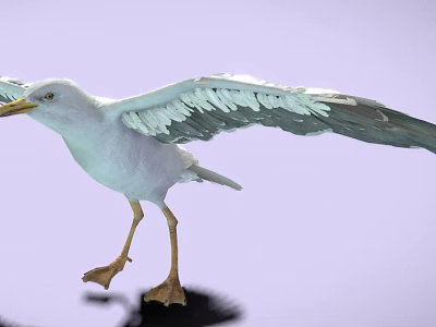 White Seagull with Open Wings Yellow Legs on Purple Background 3d model