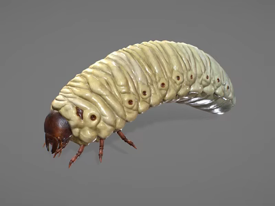 Yellow Caterpillar With Segmented Body Dark Brown Head And Multiple Legs On Gray Background 3d model