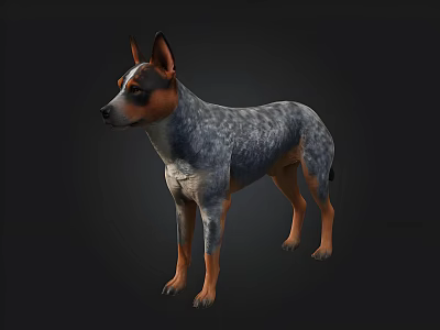 Blue Gray And Brown Dog Standing In Dark Background With Detailed Fur 3d model