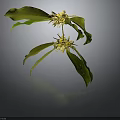 Vibrant Plant with Green Leaves and Yellow Flowers Isolated on Dark Background