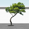 Curved Trunk Tree With Lush Green Leaves Against White Wall And Gray Ground Shadow