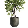Decorative Potted Garden Accents With Green Leafy Trees and Lush Branches