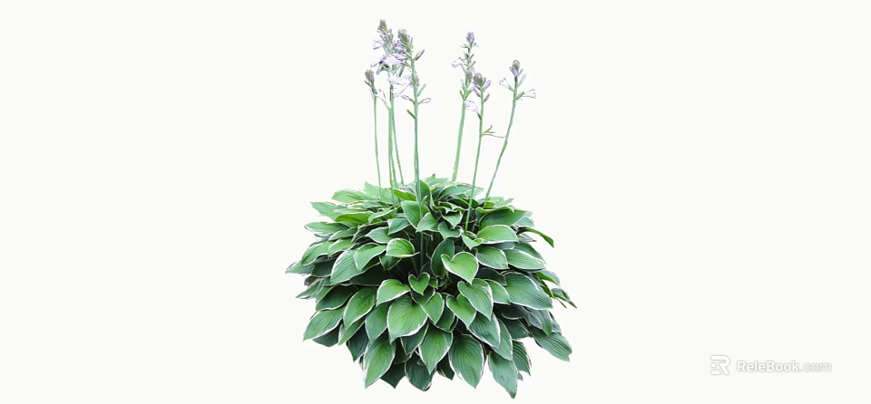 Lush Green Shrub With White Edged Leaves Purple Flowers And Slender Stems 3d model 