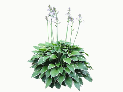 Lush Green Shrub With White Edged Leaves Purple Flowers And Slender Stems 3d model