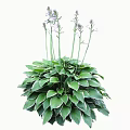 Lush Green Shrub With White Edged Leaves Purple Flowers And Slender Stems