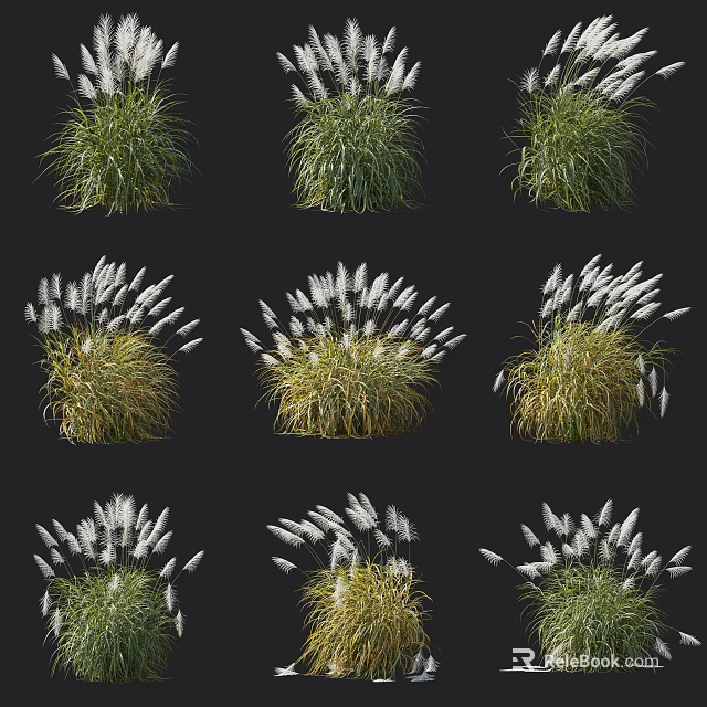 Collection of Ornamental Shrubs Featuring Feathery White Plumes And Lush Green Foliage 3d model 