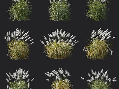 Collection of Ornamental Shrubs Featuring Feathery White Plumes And Lush Green Foliage 3d model