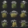 Collection of Ornamental Shrubs Featuring Feathery White Plumes And Lush Green Foliage