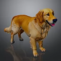 Golden Retriever With Shiny Golden Orange Fur Standing In Gray Background