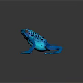 Vibrant Blue Frog On Black Background With Clear Reflection And Shiny Surface 3d model