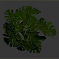 Monstera Plant With Large Green Leaves In Beige Ceramic Pot For Indoor Decor
