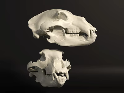 Two Realistic White Animal Skulls With Detailed Structure On Dark Background 3d model