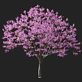 Vibrant Blooming Arbor Tree With Purple Flowers And Human Silhouette For Scale Reference