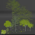 Diverse Tall Green Trees With Lush Foliage Varied Heights And Straight Trunks
