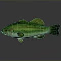 Vibrant Green Yellow Striped Fish With Detailed Body And Reflection On Grey Background