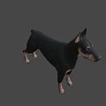Realistic Doberman 3D Model With Black And Tan Coat Standing Pose 3d model
