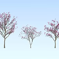 Modern tree two Qiao Yulan 3d model