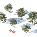 Hackberry Trees Plants 3d model