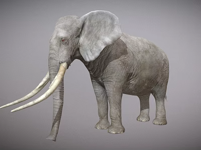 Gray Elephant With Long Tusks And Large Ears Standing Against Gray Background 3d model