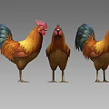 Three Colorful Rooster And Hen With Vibrant Feathers Standing Together