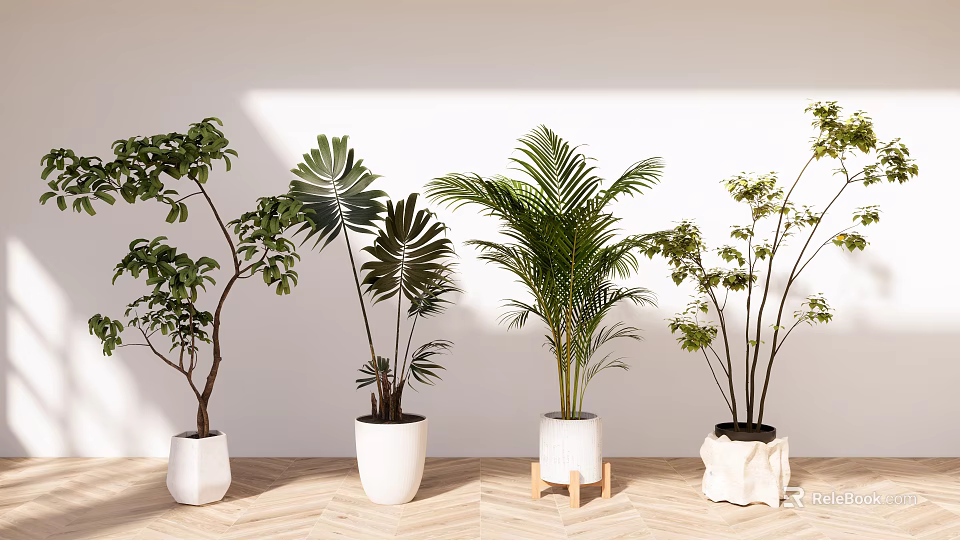 Indoor Bonsai Potted Plants With Various Green Leaves In White Pots And Wooden Floor Background 3d model 