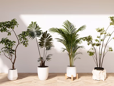 Indoor Bonsai Potted Plants With Various Green Leaves In White Pots And Wooden Floor Background 3d model