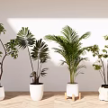 Indoor Bonsai Potted Plants With Various Green Leaves In White Pots And Wooden Floor Background