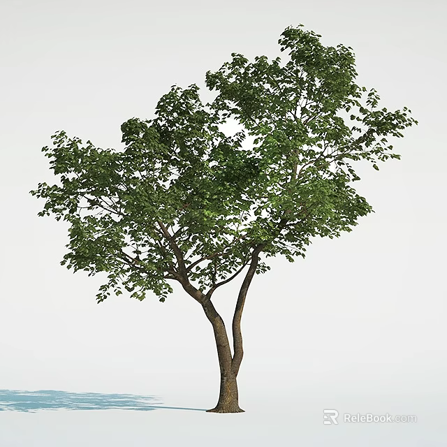 Tall Arbor With Green Leafy Canopy And Brown Trunk On White Background 3d model
